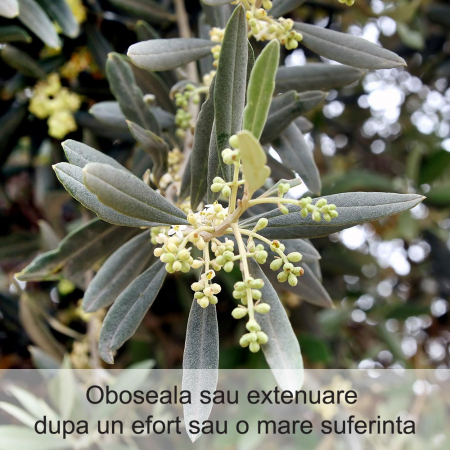 Olive 20 ml [1]
