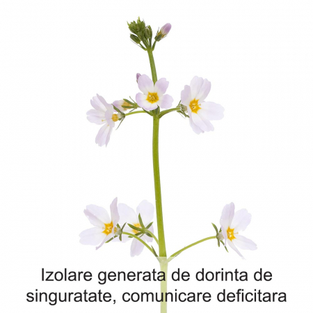 Water Violet 20 ml [1]