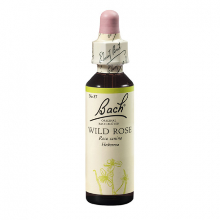 SHOP - Wild Rose 20 ml