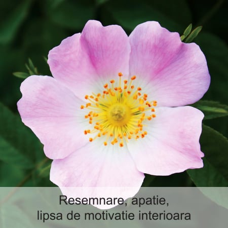 Wild Rose 20 ml [1]