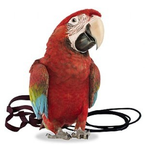 Aviator XL Ham+ lesa pentru plimbare papagali talie mare [3]