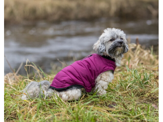 Trixie Hainuta caini  Arlay, XXS: 21 cm, Visiniu [2]