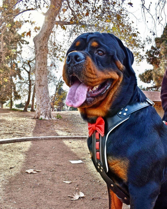 Bestia Ham Bowtie-Papion, Piele Naturala, L, Negru/Rosu [1]