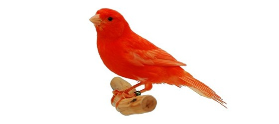 Hrana umeda canari pe baza de ou patee Red, 1 kg [2]