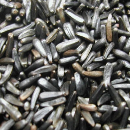 Manitoba Niger-1 kg, seminte de niger pentru pasari exotice [3]