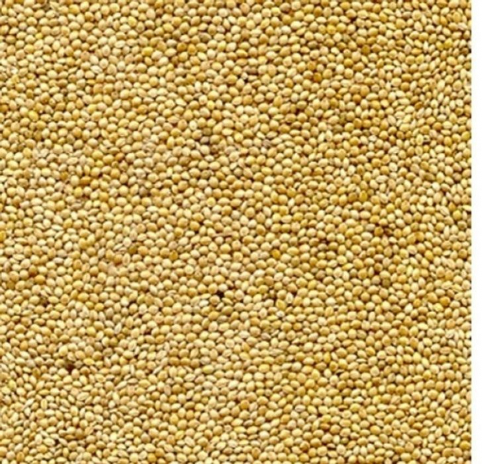Mei alb Seminte pentru pasari exotice 1 kg [2]