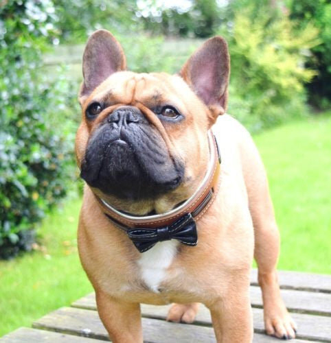 Bestia Zgarda Bowtie-Papion, Piele Naturala, XL, Maro/Negru [1]