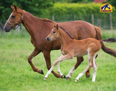 Cavalor Breeding Juniorix hrana pentru cai Versele Laga, 20 kg [2]