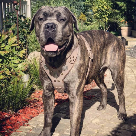 Bestia Ham Aztec, Piele Naturala, M, Maro