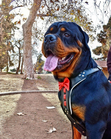 Bestia Ham Bowtie-Papion, Piele Naturala, L, Negru/Rosu