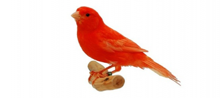 Hrana umeda canari pe baza de ou patee Red, 1 kg [1]