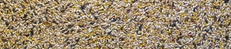 Manitoba canary cu chia-3kg hrana premium canari [2]