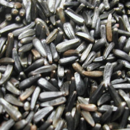 Manitoba Niger-1 kg, seminte de niger pentru pasari exotice [2]