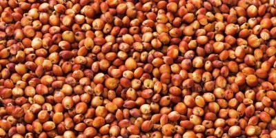 Seminte de sorg rosu selectat pentru porumbei si gaini ouatoare 1 kg