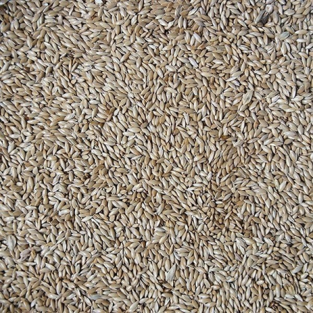 Versele Laga Seminte de falaris pentru pasari de colivie -1kg [1]