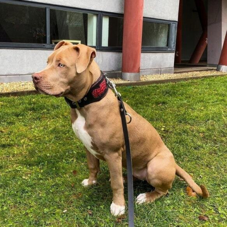 Accesorii caini - Bestia Zgarda Red Dragon, Piele Naturala, M, Negru