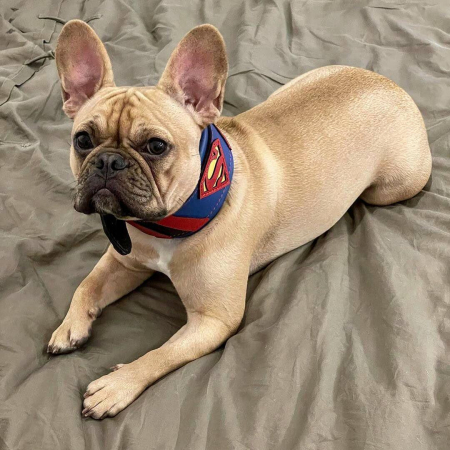 Accesorii caini - Bestia Zgarda Superman, Piele Naturala, M