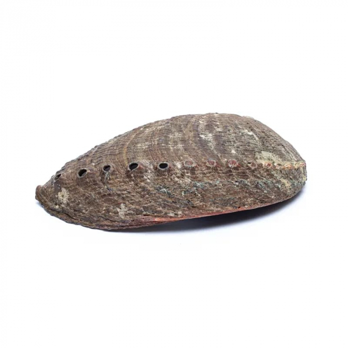 Scoică Abalone Green 12-16 cm [2]