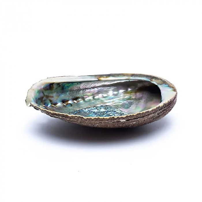 Scoică Abalone Green 12-16 cm [1]