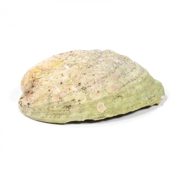 Scoică Abalone Rainbow 12.5-16.5 cm [2]