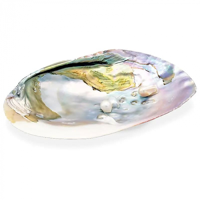 Scoică naturală Mother of Pearl 15-16 cm [1]