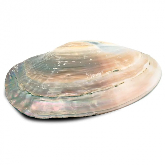 Scoică naturală Mother of Pearl 15-16 cm [2]