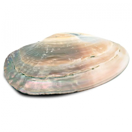 Scoică naturală Mother of Pearl 15-16 cm [1]