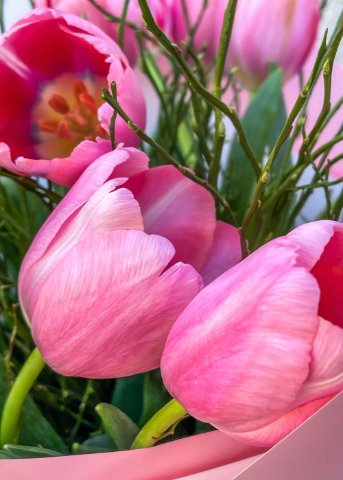 Buchet de lalele roz [2]
