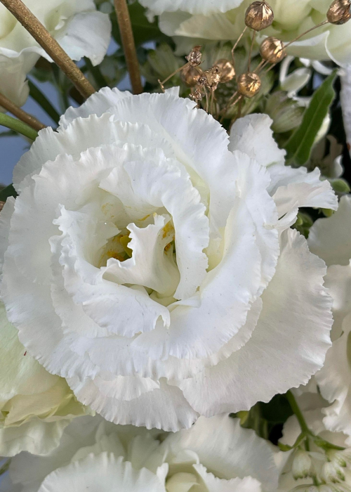 Dovleac decorat de Halloween Zana Buna, din lisianthus alb [4]