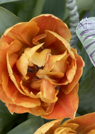 Aranjament floral Paste cu lalele portocalii [2]