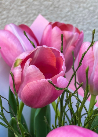 Buchet de lalele roz [2]