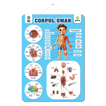 Carti si caiete de colorat 21% - Postere corpul uman
