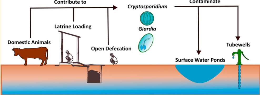 Giardia si cryptosporidium in apa de baut