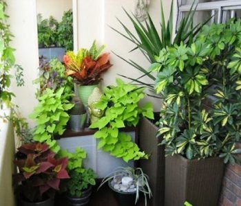 PROTEJEAZA PLANTELE DIN CASA UDANDU-LE CU APA FILTRATA