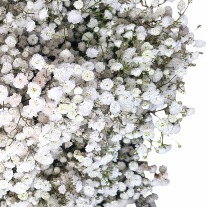 Gypsophila Paniculata Premium Albă [2]
