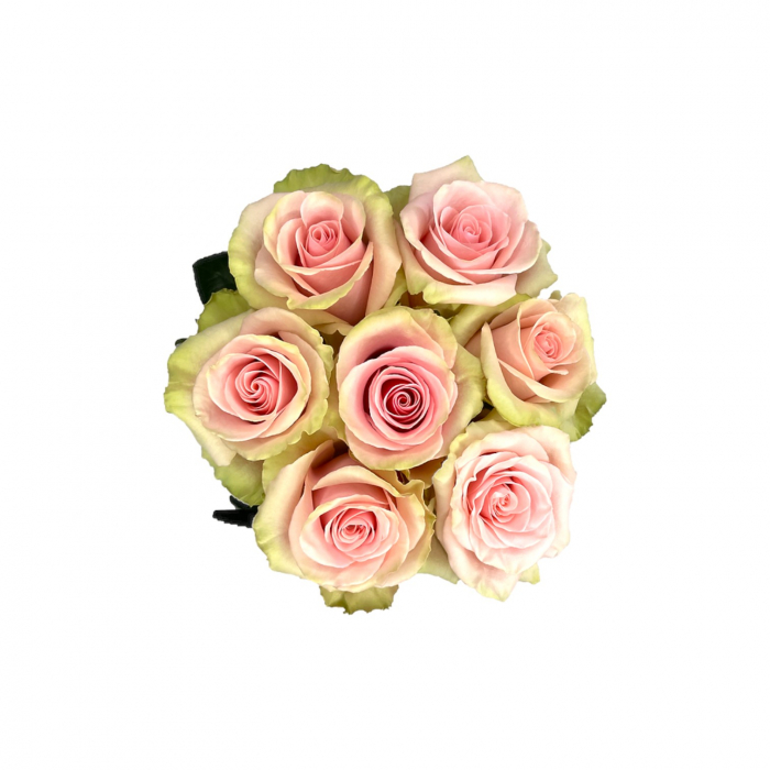 Trandafir ecuador Absolut in Pink Premium  Bicolor Verde Roz deschis 50 cm [3]