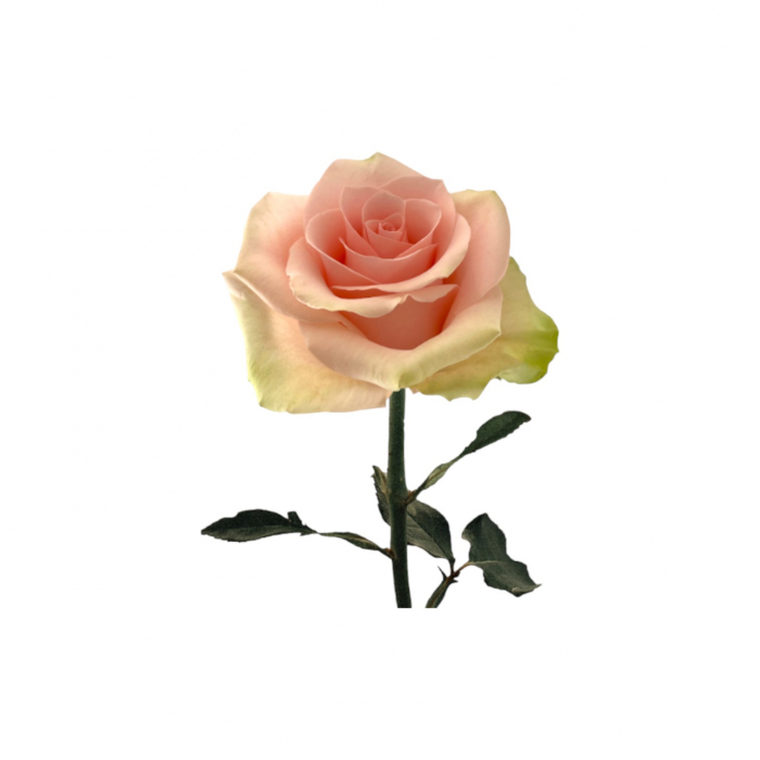 Trandafir ecuador Absolut in Pink Premium  Bicolor Verde Roz deschis 50 cm [2]