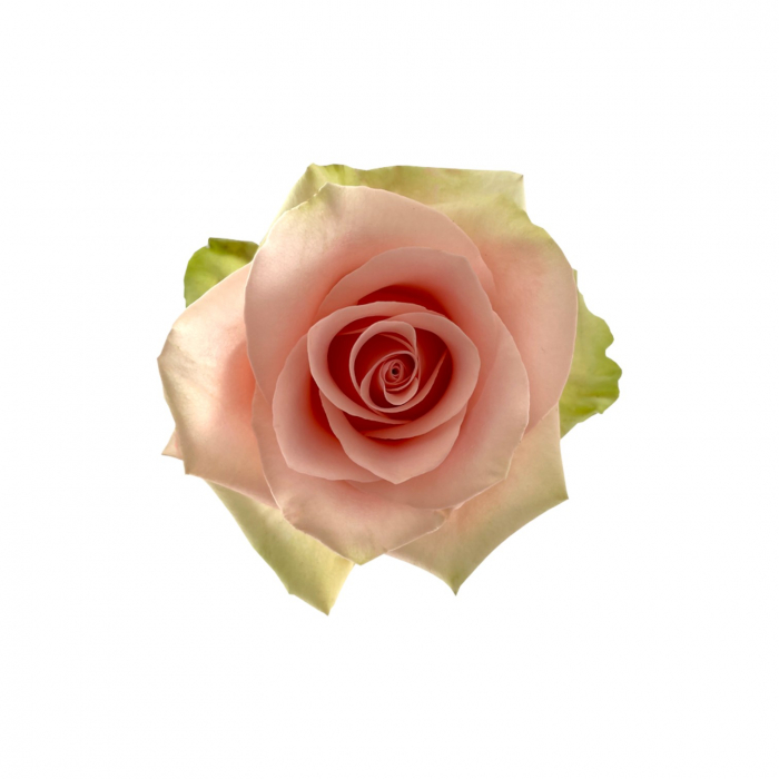 Trandafir ecuador Absolut in Pink Premium Bicolor Verde Roz deschis 70 cm [1]