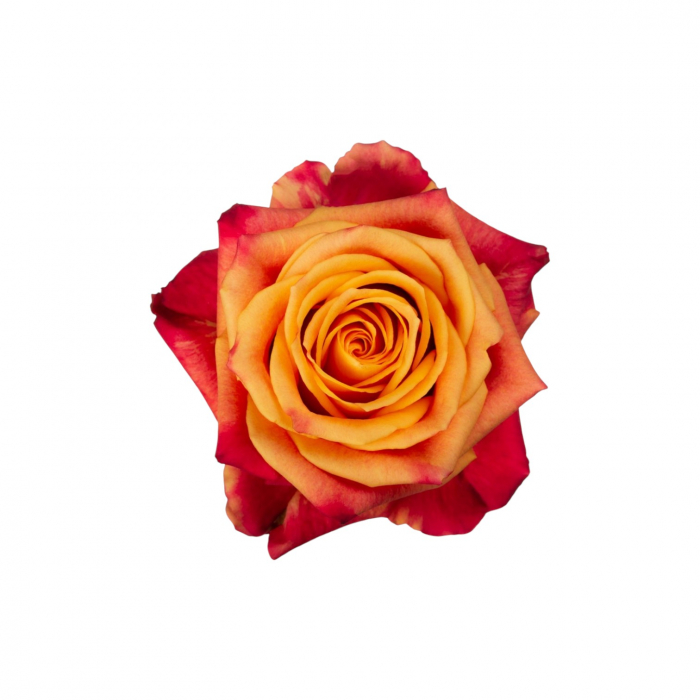 Trandafir ecuador Atomic Super Premium Naranja 50 cm [1]