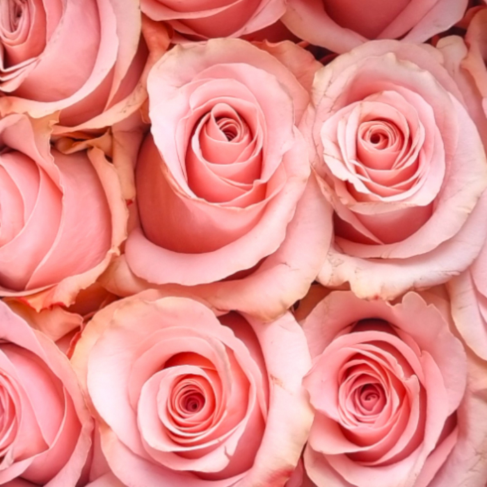 Trandafir ecuador Be Sweet Premium Roz 50 cm [2]