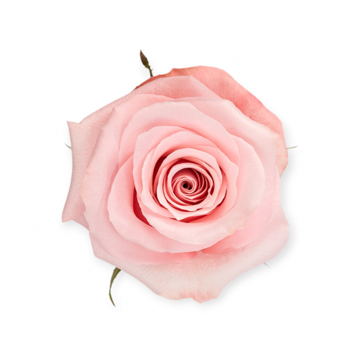 Trandafir ecuador Be Sweet Premium Roz 70 cm [1]