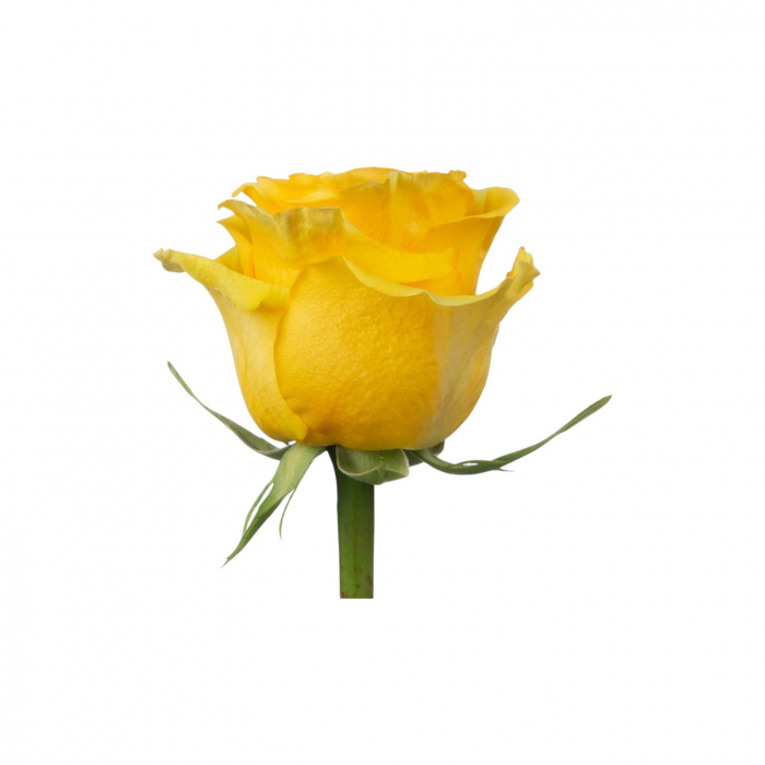 Trandafir ecuador Brighton Super Premium Galben 50 cm [2]