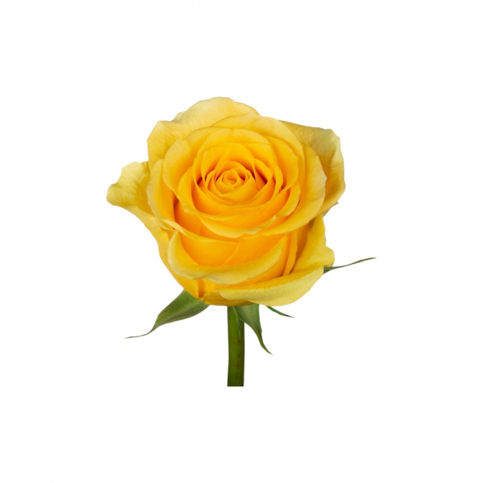 Trandafir ecuador Brighton Super Premium Galben 70 cm [3]