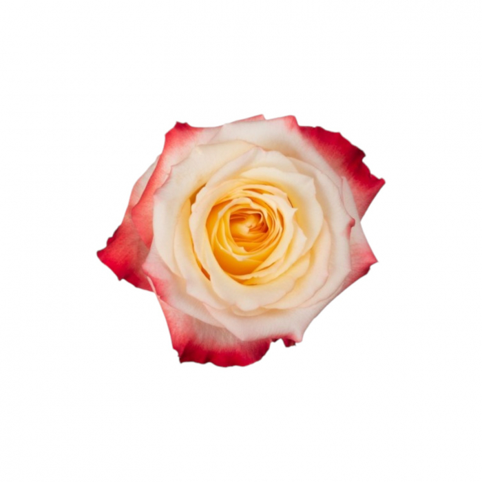 Trandafir ecuador Cabaret Premium Bicolor 60 cm [1]