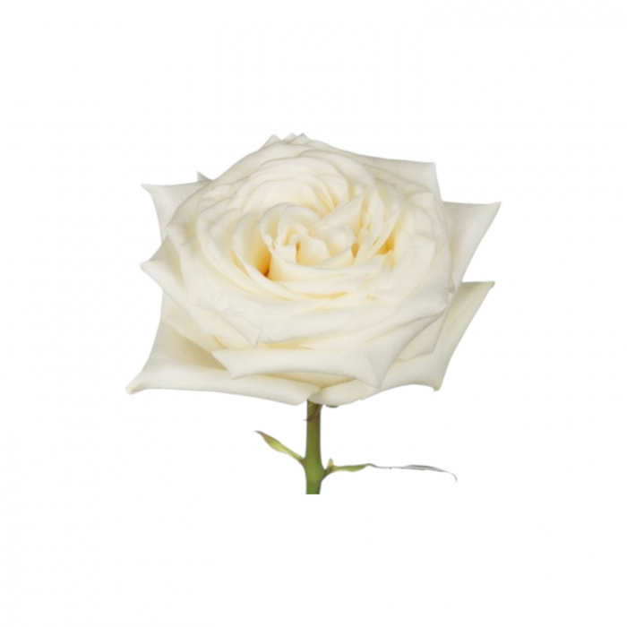 Trandafir ecuador Candlelight Garden Alb 40 cm [3]