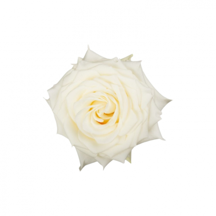 Trandafir ecuador Candlelight Garden Alb 50 cm [1]