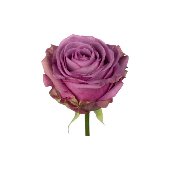Trandafir ecuador Cool Water Standard Mov Lavanda 60 cm [3]