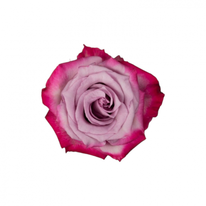 Trandafir ecuador Deep Purple Standard Mov Lavanda 70 cm [1]