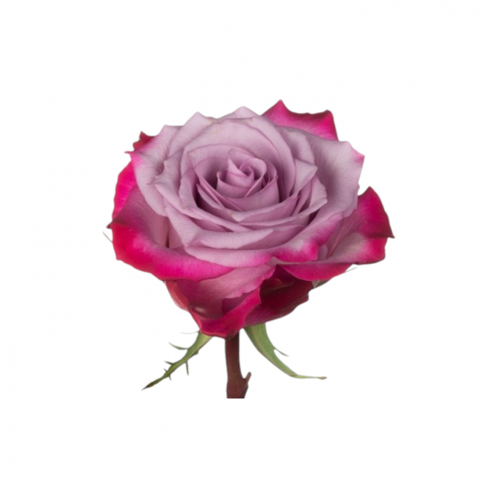 Trandafir ecuador Deep Purple Standard Mov Lavanda 70 cm [3]
