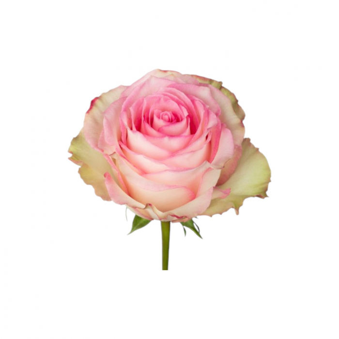 Trandafir ecuador Esperance Premium Roz Crem 50 cm [3]